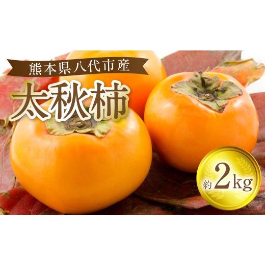ふるさと納税 果物類 柿 熊本県 八代市 先行予約 太秋柿 約2kg (5〜8玉) フルーツ 果物 くだもの 柿 カキ 旬 甘い おやつ 熊本県 八代市 2026年10月上旬より…