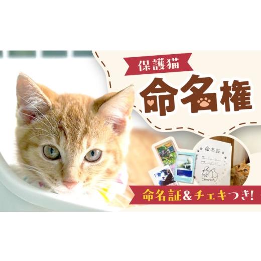 ふるさと納税 生き物 大阪府 高槻市 命名権（保護猫への名付け） 猫 ねこ ネコ 保護猫 支援 動物愛護 応援 大阪府高槻市／特定非営利活動Cherish AODU001の画像