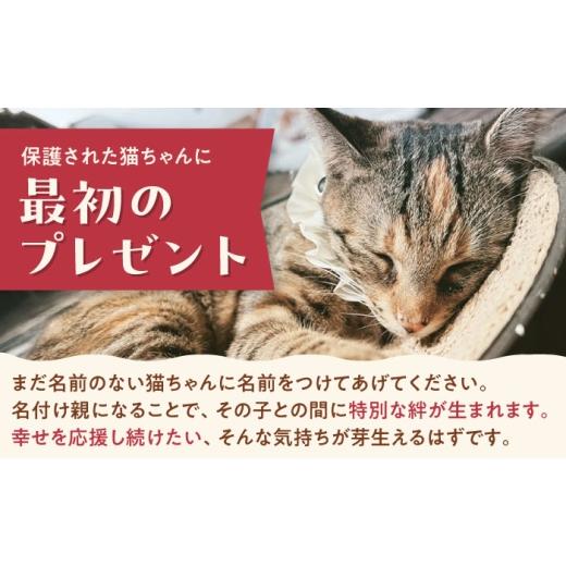 ふるさと納税 生き物 大阪府 高槻市 命名権（保護猫への名付け） 猫 ねこ ネコ 保護猫 支援 動物愛護 応援 大阪府高槻市／特定非営利活動Cherish AODU001の画像