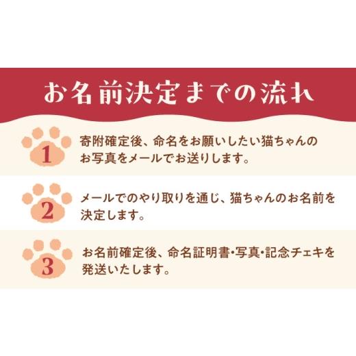 ふるさと納税 生き物 大阪府 高槻市 命名権（保護猫への名付け） 猫 ねこ ネコ 保護猫 支援 動物愛護 応援 大阪府高槻市／特定非営利活動Cherish AODU001の画像