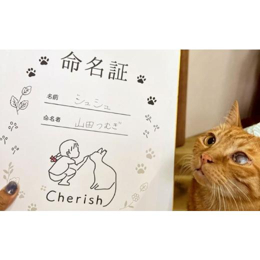ふるさと納税 生き物 大阪府 高槻市 命名権（保護猫への名付け） 猫 ねこ ネコ 保護猫 支援 動物愛護 応援 大阪府高槻市／特定非営利活動Cherish AODU001の画像