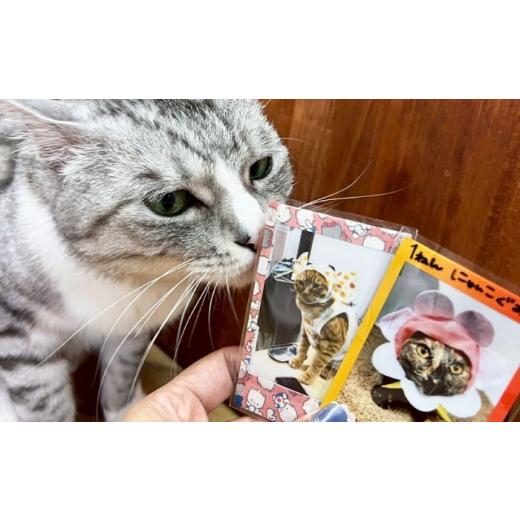 ふるさと納税 生き物 大阪府 高槻市 命名権（保護猫への名付け） 猫 ねこ ネコ 保護猫 支援 動物愛護 応援 大阪府高槻市／特定非営利活動Cherish AODU001の画像