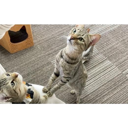 ふるさと納税 生き物 大阪府 高槻市 命名権（保護猫への名付け） 猫 ねこ ネコ 保護猫 支援 動物愛護 応援 大阪府高槻市／特定非営利活動Cherish AODU001の画像