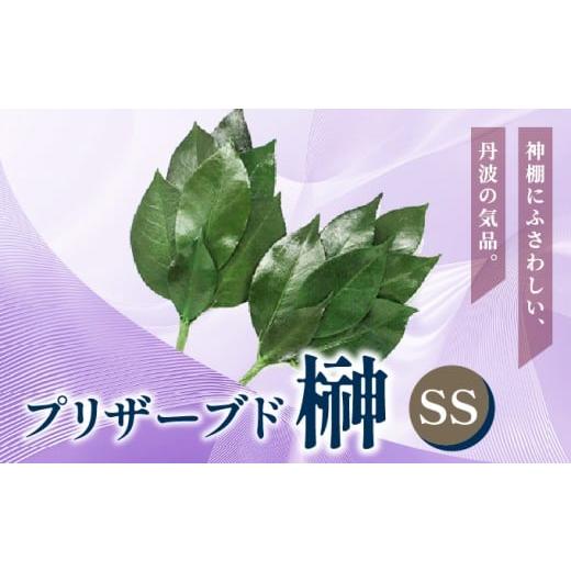 ふるさと納税 仏具・神具 兵庫県 芦屋市 プリザーブド 榊 SSサイズ(1対 2束) 天然 国産 サカキ 神棚 神具 祭壇 玉串 神事 仏壇 仏花 お供え お墓 お盆 お彼…