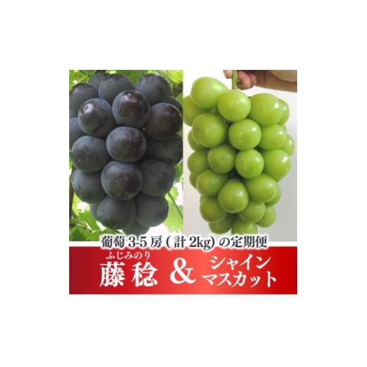 ふるさと納税 ぶどう 岡山県 津山市  発送月固定定期便 藤稔とシャインマスカットの人気セット 各2.0kgの満足便 (岡山県産)全2回_ぶどう 定期便 藤稔 シャイン…の画像