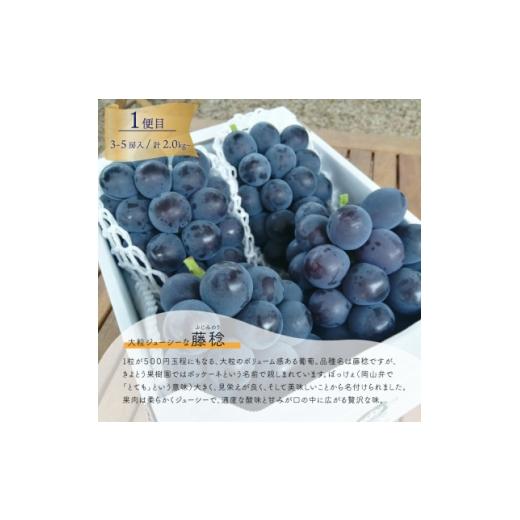 ふるさと納税 ぶどう 岡山県 津山市  発送月固定定期便 藤稔とシャインマスカットの人気セット 各2.0kgの満足便 (岡山県産)全2回_ぶどう 定期便 藤稔 シャイン…の画像