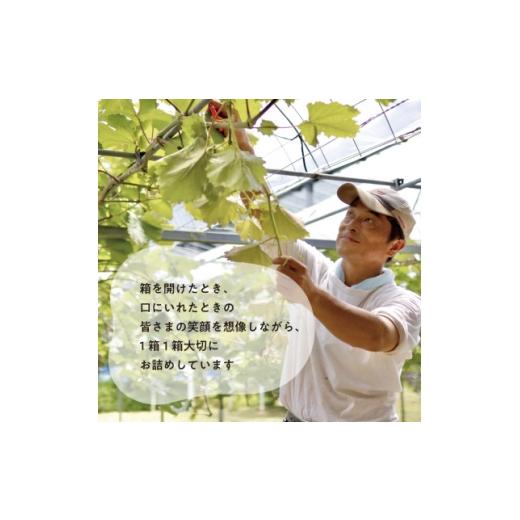 ふるさと納税 ぶどう 岡山県 津山市  発送月固定定期便 藤稔とシャインマスカットの人気セット 各2.0kgの満足便 (岡山県産)全2回_ぶどう 定期便 藤稔 シャイン…の画像