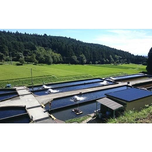 ふるさと納税 川魚 ます 栃木県 矢板市  定期便3回 産地直送栃木県のブランド魚「プレミアムヤシオマス」の刺身 1,200g (200g×6パック) 冷凍便 | 魚 ます 養…_5