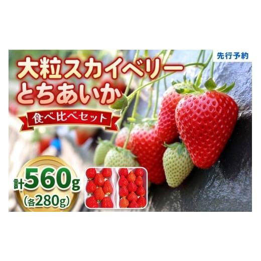 ふるさと納税 果物類 栃木県 矢板市 大粒スカイベリー&新品種とちあいか 食べ比べセット 560g [12月中旬〜4月の期間で発送] | いちご 苺 イチゴ フルーツ …