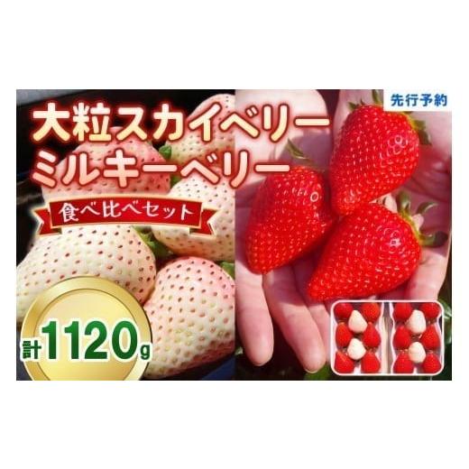 ふるさと納税 果物類 栃木県 矢板市 大粒スカイベリー 白いちごミルキーベリー 食べ比べセット 1,120g (560g×2)[12月中旬〜2月の期間で発送] 澳原いちご農…