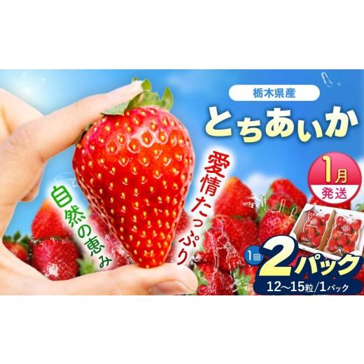 ふるさと納税 いちご 栃木県 矢板市 1月以降発送 期間限定 栃木県産 いちご とちあいか 12〜15粒 × 2P 先行予約 選べる発送月 定期便3回|栃木県産 矢板市産…