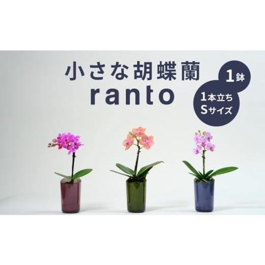 ふるさと納税 雑貨・日用品 花 千葉県 旭市 小さな 胡蝶蘭 1本立ち 鉢 付き 1鉢 ranto Sサイズ 飾るだけ 手軽 ミディー胡蝶蘭 花 お花 華 観葉植物 植物 コン…