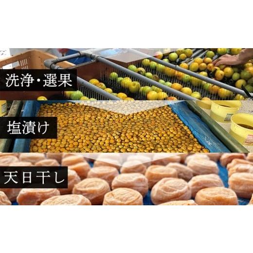 ふるさと納税 加工品等 梅干 和歌山県 九度山町 定期便（4月・8月・12月）全3回お届け 紀州南高梅使用 はちみつ うす塩味 完熟梅干し 無選別 1kg ［TM215］_4