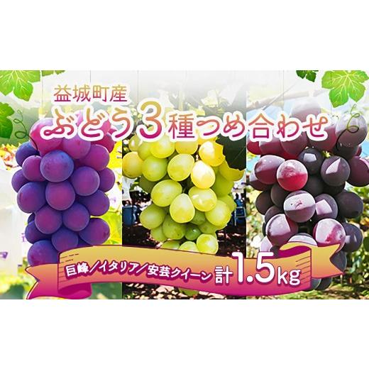 ふるさと納税 ぶどう 巨峰 熊本県 益城町 ぶどう 3種 詰め合わせ 合計約1.5kg 3〜5房 巨峰 イタリア 安芸クイーン 2026年9月上旬〜9月下旬順次発送予定