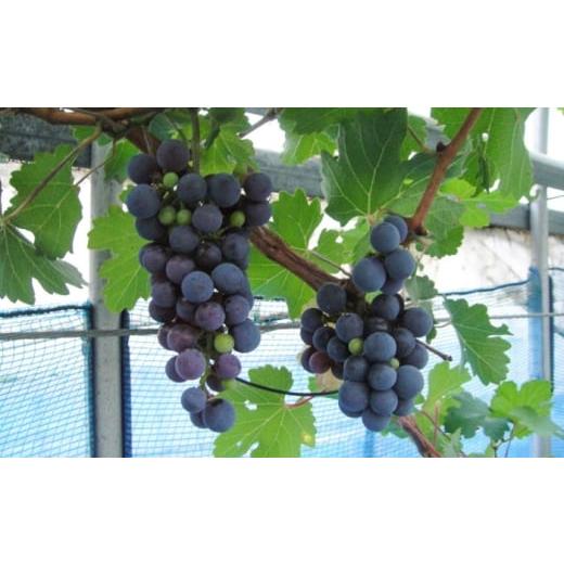 ふるさと納税 雑貨・日用品 苗木 熊本県 菊陽町 ワイン用 ブドウ苗(カベルネソービニヨン用) 6号鉢入り 2〜3年生 大苗 樹高60cm前後 / 果樹 熊本県 ぶどう ぶ…