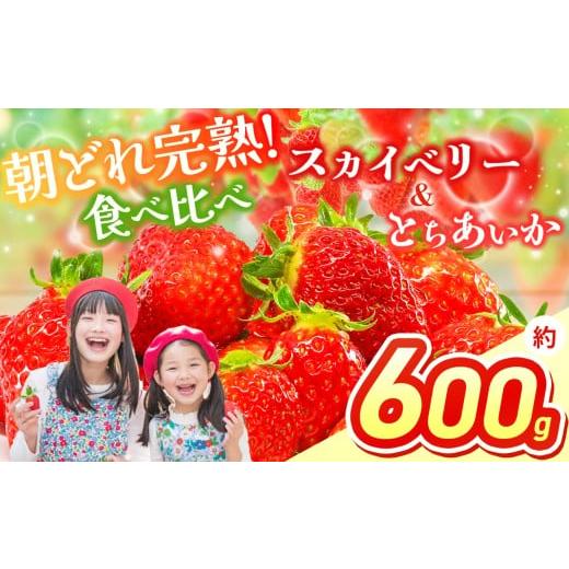 ふるさと納税 いちご 栃木県 那珂川町 2026年先行予約 スカイベリー&とちあいか 食べ比べ 300g×2 | 果物 くだもの フルーツ 野菜 やさい ヤサイ 苺 イチゴ …