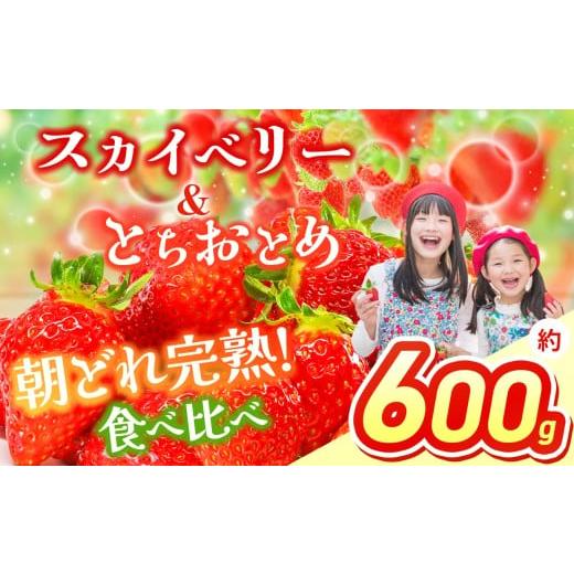 ふるさと納税 いちご 栃木県 那珂川町 2026年先行予約 スカイベリー&とちおとめ 食べ比べ 300g×2 | 果物 くだもの フルーツ 野菜 やさい ヤサイ 苺 イチゴ …