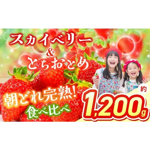 ふるさと納税 いちご 栃木県 那珂川町 スカイベリー&とちおとめ 食べ比べ 300g×2×2箱 | 果物 くだもの フルーツ 野菜 やさい ヤサイ 苺 イチゴ いちご とち…