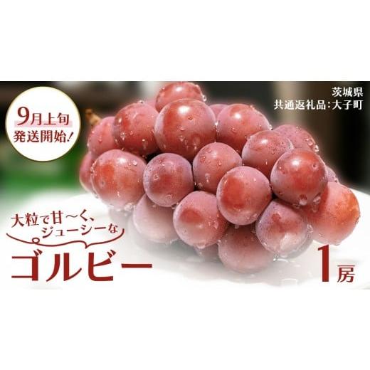 ふるさと納税 ぶどう 茨城県 牛久市 ゴルビー 1房 2026年9月上旬発送開始 (茨城県共通返礼品:大子町) ぶどう ブドウ 葡萄 果物 フルーツ 果実 ゴルビー 1房