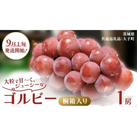 ふるさと納税 ぶどう 茨城県 牛久市 桐箱入り ゴルビー 1房 2026年9月上旬発送開始 (茨城県共通返礼品:大子町) ぶどう ブドウ 葡萄 果物 フルーツ 果実 贈…