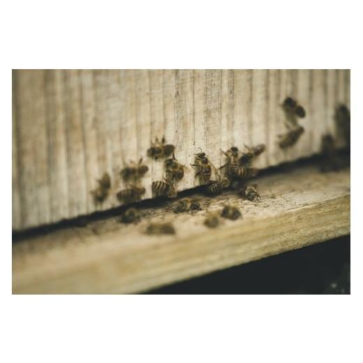 ふるさと納税 加工品等 はちみつ 愛媛県 鬼北町 兵頭さん家の国産はちみつ 2瓶（計480g 計360cc） ｜ 国産 百花蜜 蜂蜜 ハチミツ 深山ミツバチ 研究25年 日本…の画像