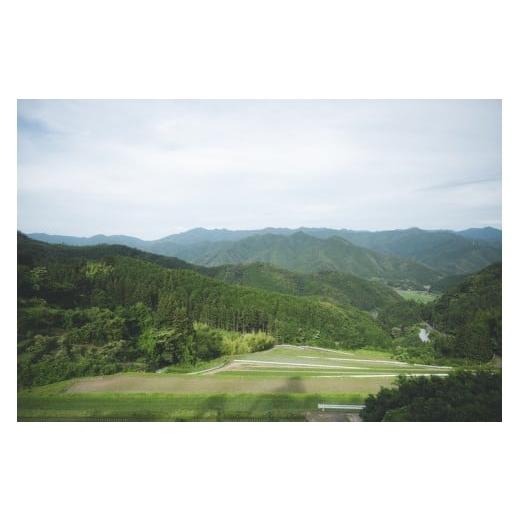ふるさと納税 加工品等 はちみつ 愛媛県 鬼北町 兵頭さん家の国産はちみつ 2瓶（計480g 計360cc） ｜ 国産 百花蜜 蜂蜜 ハチミツ 深山ミツバチ 研究25年 日本…の画像