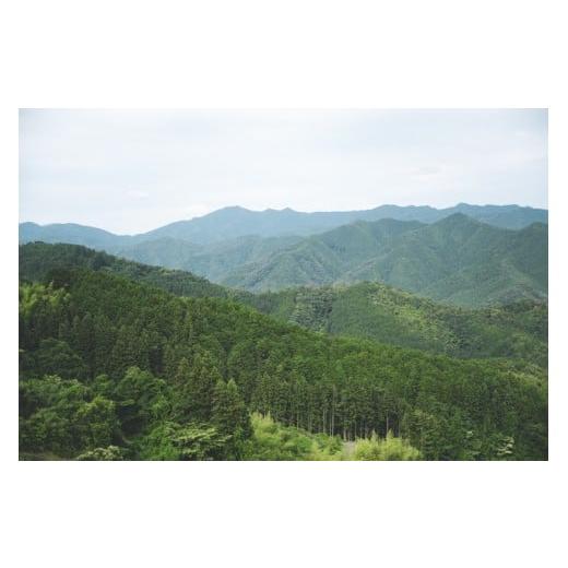 ふるさと納税 加工品等 はちみつ 愛媛県 鬼北町 兵頭さん家の国産はちみつ 2瓶（計480g 計360cc） ｜ 国産 百花蜜 蜂蜜 ハチミツ 深山ミツバチ 研究25年 日本…の画像