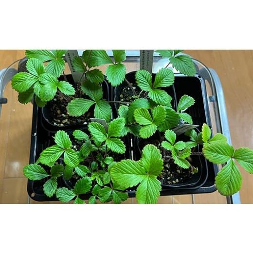 ふるさと納税 花・苗木 和歌山県 有田市 ワイルドストロベリー(四季なり イチゴ)(A1047-1)