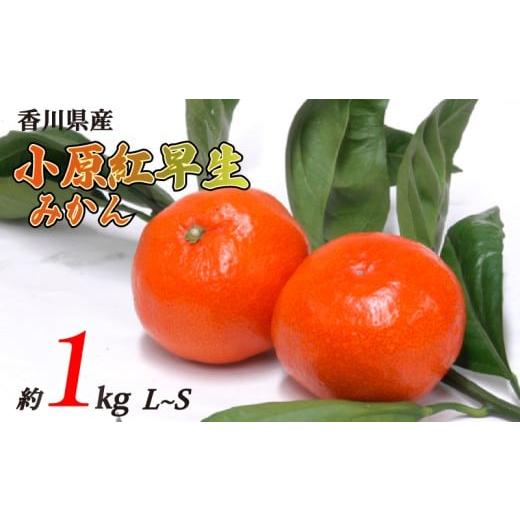 ふるさと納税 果物類 みかん 香川県 丸亀市 小原紅早生みかん 約1kg L~Sサイズ 常温 先行予約 フルーツ 果物 柑橘 小原紅早生 みかん ふるさと納税みかん 香川…