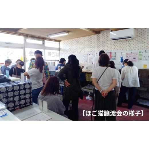 ふるさと納税 食器・グラス マグカップ 福岡県 小郡市 マグカップ 猫の愛護活動を応援する チャリティーマグカップ（パン持ちver.） 猫 チャリティー ネコ 雑…の画像