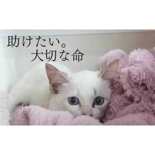 ふるさと納税 食器・グラス マグカップ 福岡県 小郡市 マグカップ 猫の愛護活動を応援する チャリティーマグカップ2種（パン捏ねver.） 猫 チャリティー ネコ …の画像