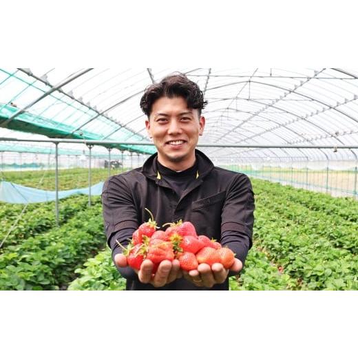 ふるさと納税 いちご 福岡県 嘉麻市 渡邉農園の冷凍あまおう2kg（1kg×2袋） 冷凍 いちご イチゴ フルーツ くだもの 福岡県産 2025年9月上旬より順次発送予定_3
