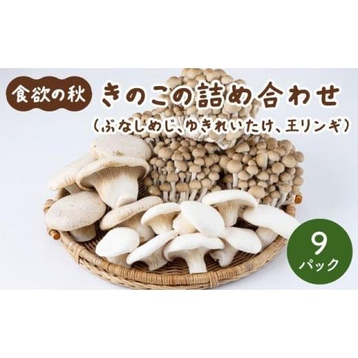 ふるさと納税 野菜類 きのこ 福岡県 大木町 食欲の秋 きのこの詰め合わせ(ぶなしめじ・ゆきれいたけ・王リンギ各3パック)AT16 3パック