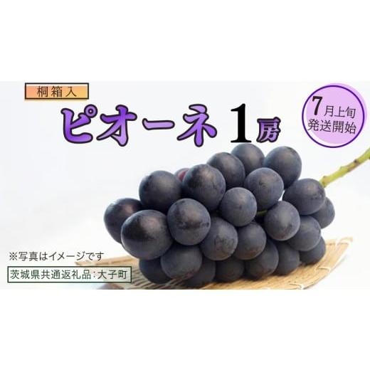 ふるさと納税 ぶどう 茨城県 牛久市 桐箱入り ピオーネ 1房 2026年7月上旬発送開始 (茨城県共通返礼品:大子町) ブドウ ぶどう 葡萄 ピオーネ 果物 フルーツ…