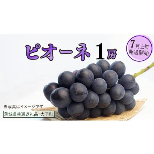 ふるさと納税 ぶどう 茨城県 牛久市 ピオーネ 1房 2026年7月上旬発送開始 (茨城県共通返礼品:大子町) ブドウ ぶどう 葡萄 ピオーネ 果物 フルーツ 果実 ピオ…