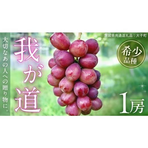 ふるさと納税 果物類 ぶどう 茨城県 牛久市 我が道 1房 2026年9月上旬発送開始 (茨城県共通返礼品:大子町) シャインマスカット ウインク 葡萄 ブドウ ぶどう…