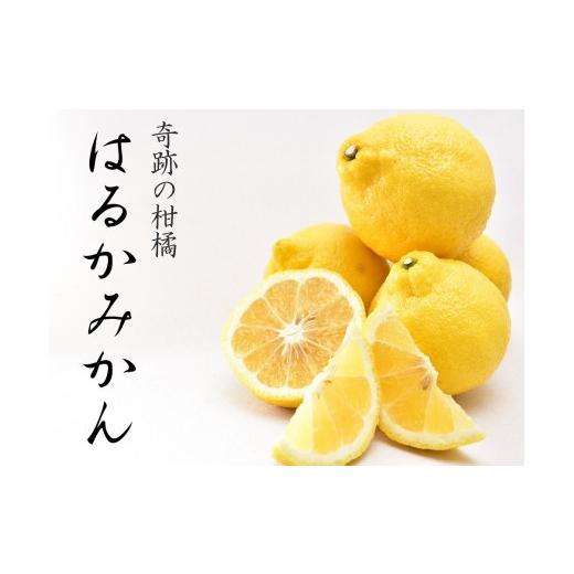 ふるさと納税 みかん・柑橘類 和歌山県 和歌山市 はるかみかん 訳あり 6kg 和歌山県海南市のはるかみかん 和歌山 海南市 果物 みかん 柑橘 人気 甘い おいしい…