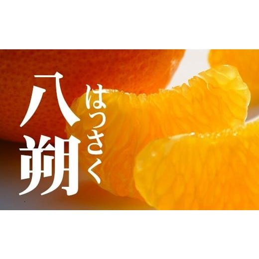 ふるさと納税 みかん・柑橘類 和歌山県 和歌山市 赤秀 はっさく 八朔 ハッサク 6kg|和歌山市産 まごころ産直みかん 木成り 完熟はっさく 柑橘 みかん フルー…