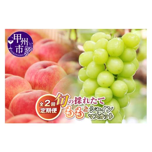 ふるさと納税 もも 山梨県 甲州市 定期便 旬の採れたて2回定期便(桃・シャインマスカット) 2026年発送 (HO)B18-1410 2026年発送