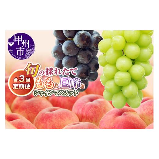 ふるさと納税 もも 山梨県 甲州市 定期便 旬の採れたて3回定期便(桃・巨峰・シャインマスカット) 2026年発送 (HO)C9-410 2026年発送 桃・巨峰・シャイン…