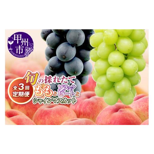 ふるさと納税 もも 山梨県 甲州市 定期便 旬の採れたて3回定期便(桃・ブラックビート・シャインマスカット) 2026年発送 (HO)C9-411 2026年発送 桃・ブラ…