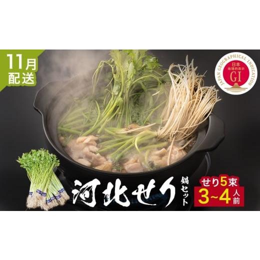 ふるさと納税 郷土鍋 宮城県 石巻市 11月配送 せり鍋セット せり5束 3-4人前 河北せり 鍋 せり 鍋セット 宮城県産 セリ鍋 芹 根せり 根っこ 宮城県 石巻市 長…