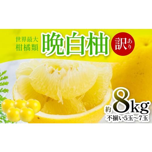 ふるさと納税 みかん・柑橘類 熊本県 八代市 先行予約 訳あり 晩白柚 5〜7玉 約8kg ばんぺいゆ 果物 果実 くだもの フルーツ 柑橘 柑橘類 熊本県 八代市 2027…