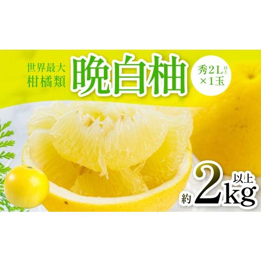 ふるさと納税 みかん・柑橘類 熊本県 八代市 先行予約 晩白柚 (秀2L以上×1玉) 約2kg以上 ばんぺいゆ 果物 果実 くだもの フルーツ 柑橘 柑橘類 熊本県 八…