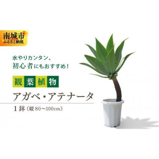 ふるさと納税 花・苗木 沖縄県 南城市 アガベ・アテナータ I アガベ
