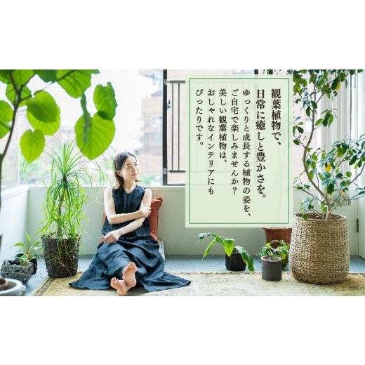 ふるさと納税 花・苗木 沖縄県 南城市 アガベ・アテナータ I アガベ