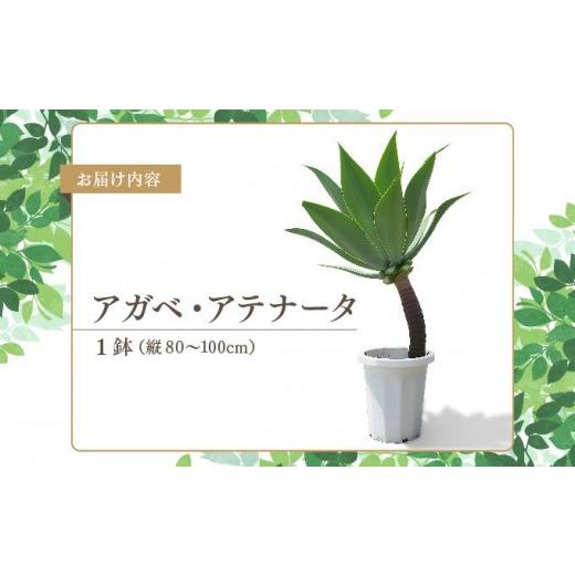 ふるさと納税 花・苗木 沖縄県 南城市 アガベ・アテナータ I アガベ