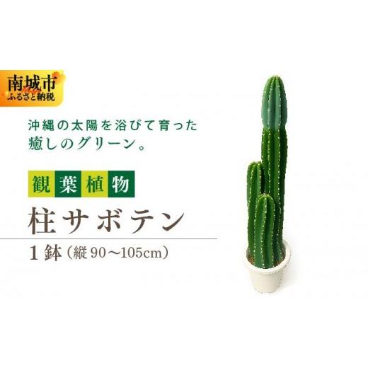 ふるさと納税 花・苗木 沖縄県 南城市 柱サボテン I 柱サボテン サボテン さぼてん 観葉植物 多肉植物 室内植物 植物 沖縄県 南城市 ふるさと納税 金城園芸
