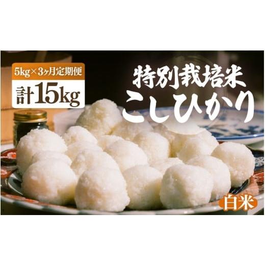 ふるさと納税 米 福井県 越前町 令和7年産・新米 定期便 3ヶ月連続お届け 特別栽培米 こしひかり 5kg × 3回(合計15kg) 白米 こめ コシヒカリ 人気品種 ブ…