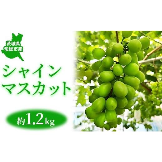 ふるさと納税 ぶどう マスカット 茨城県 常総市 茨城県常総市産 シャインマスカット 約1.2kg|ぶどう ブドウ 葡萄 果物 フルーツ 贈り物 2026年8月中旬〜9月中…